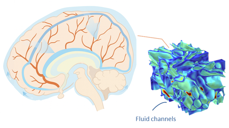 Biomedical & Biofluid Mechanics
