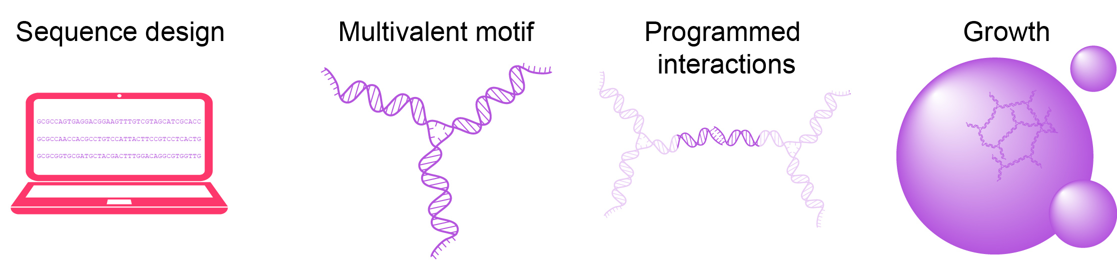 Diagram of the lab's design workflow: sequence design, multivalent motif, programmed interactions, and growth
