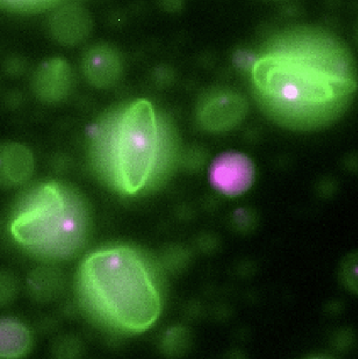 Fluorescence image of DNA nanostructures and condensates assembled inside microscale droplets