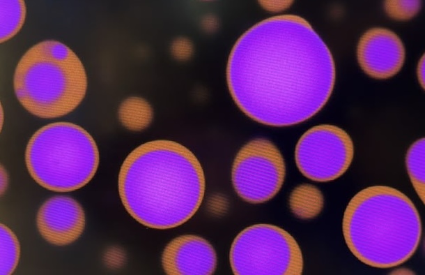Purple synthetic condensate droplets