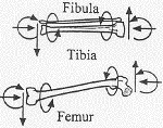 Diagrams of Bones