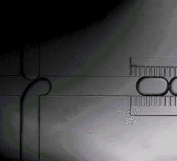 BF_01_crop_scale