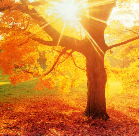 the tree