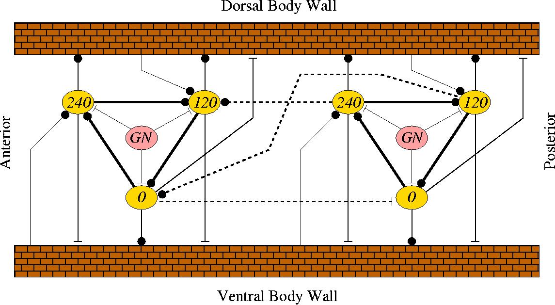 bodywalls